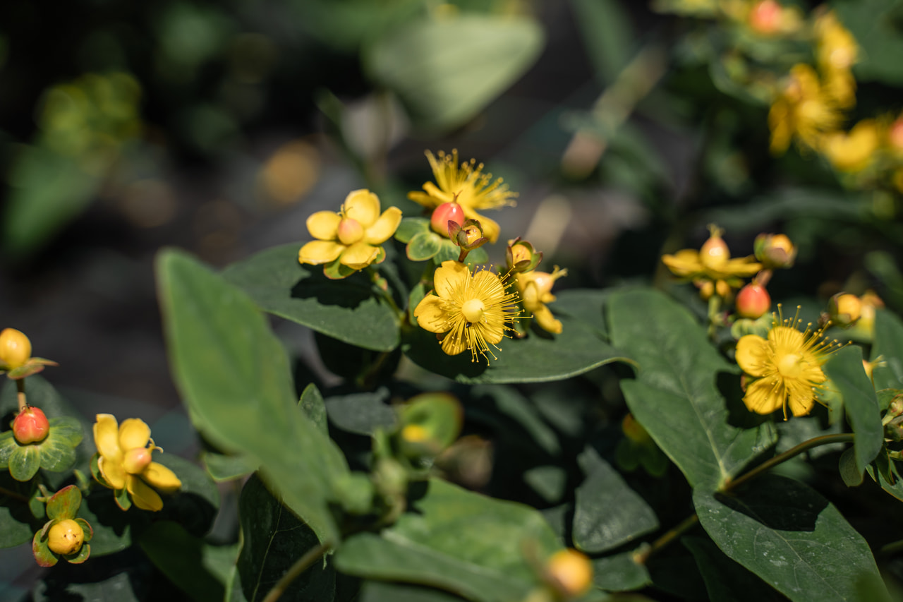 Třezalka Globo Coral, Loukykvět