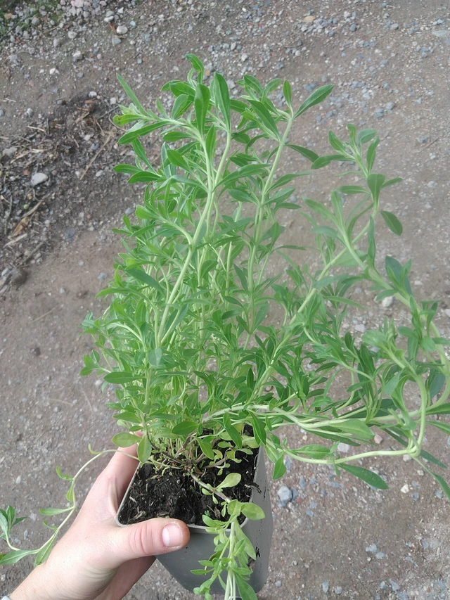 Saturejka horská - 17. 7. 2025