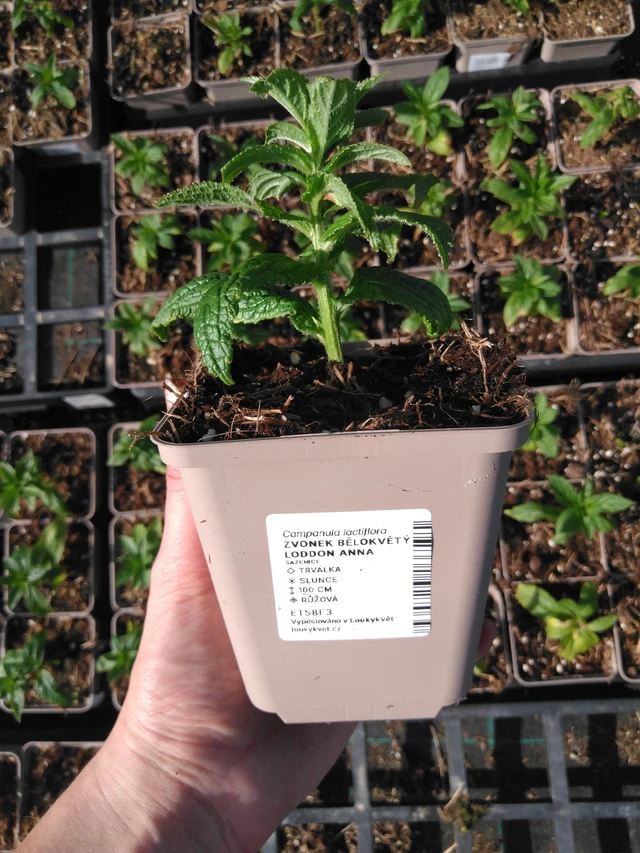 Kellokukka Loddon Anna - 2024