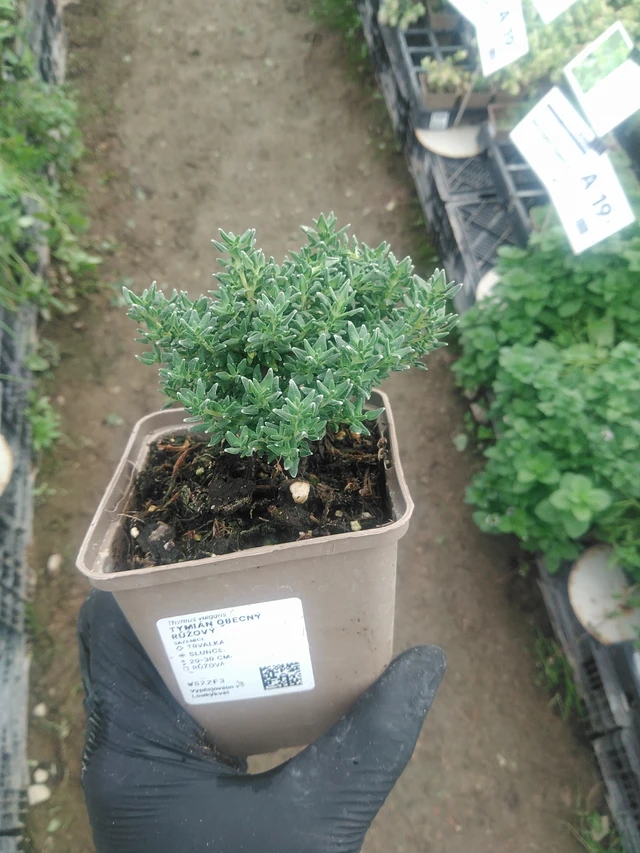 Timjami yleinen vaaleanpunainen - 10. 9. 2025