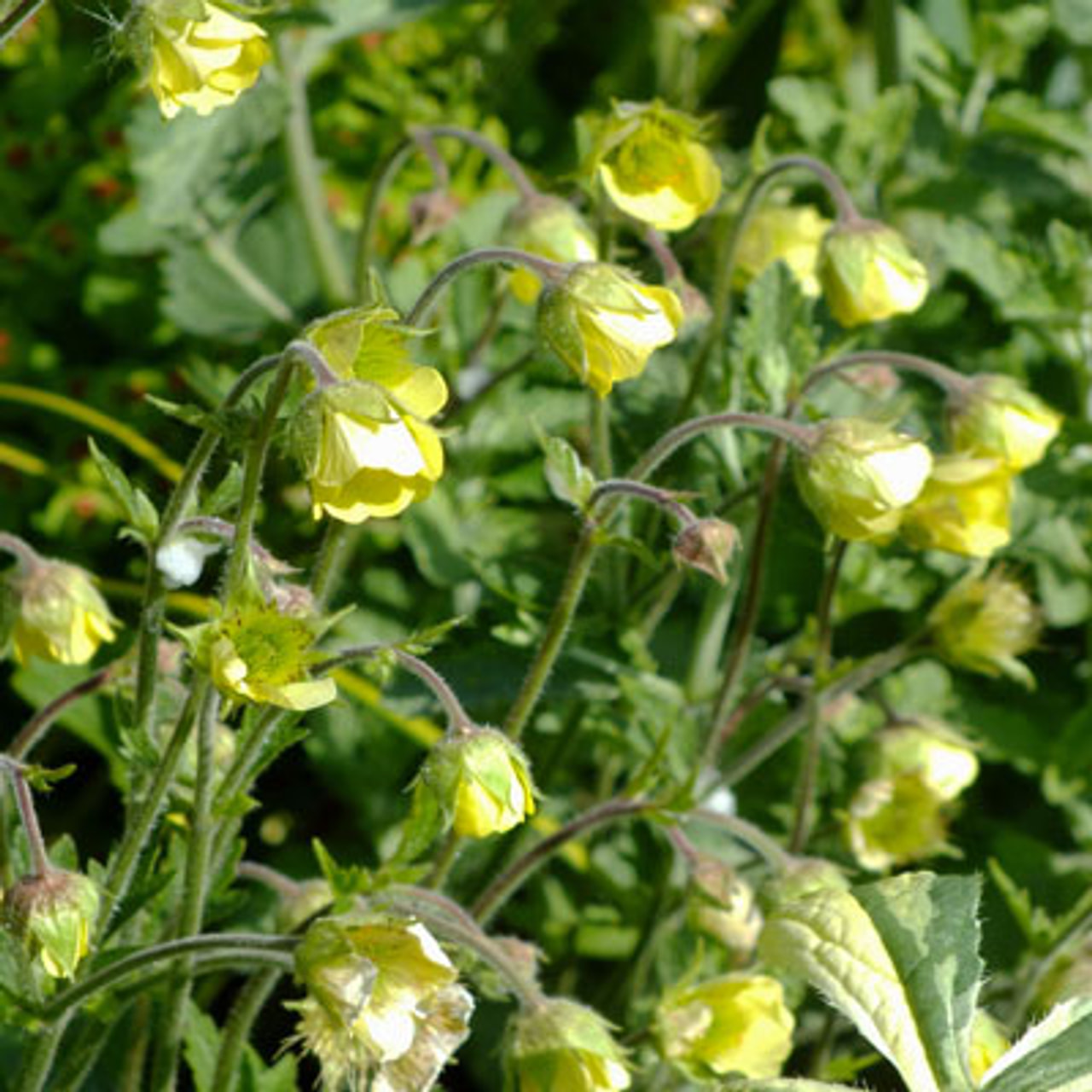 Kellukka Lemon Drops, Loukykvět