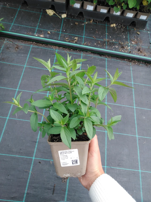 Menta de montaña americana Muticum - 11. 9. 2025