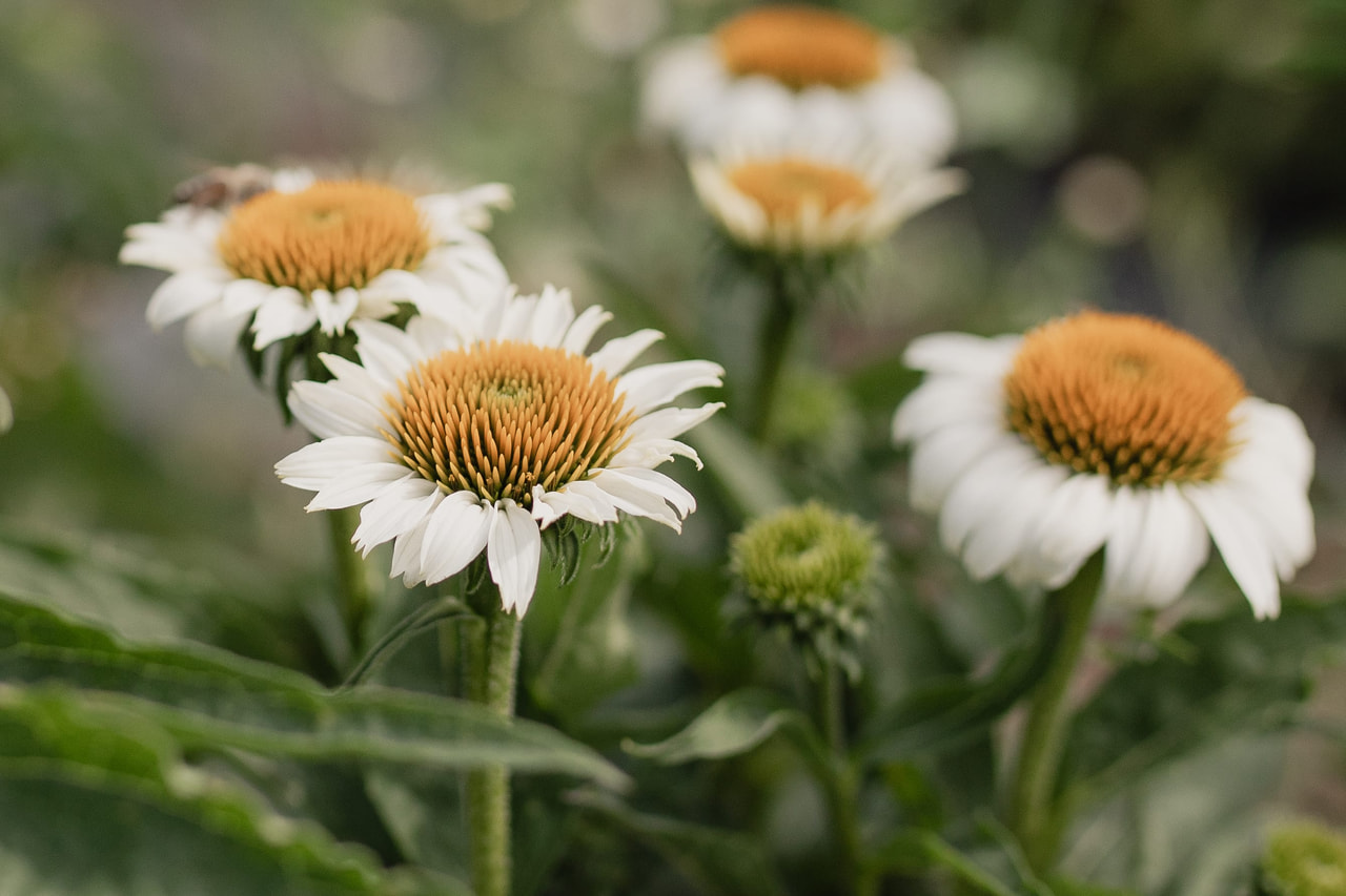 Echinacea White Swan, Loukykvět