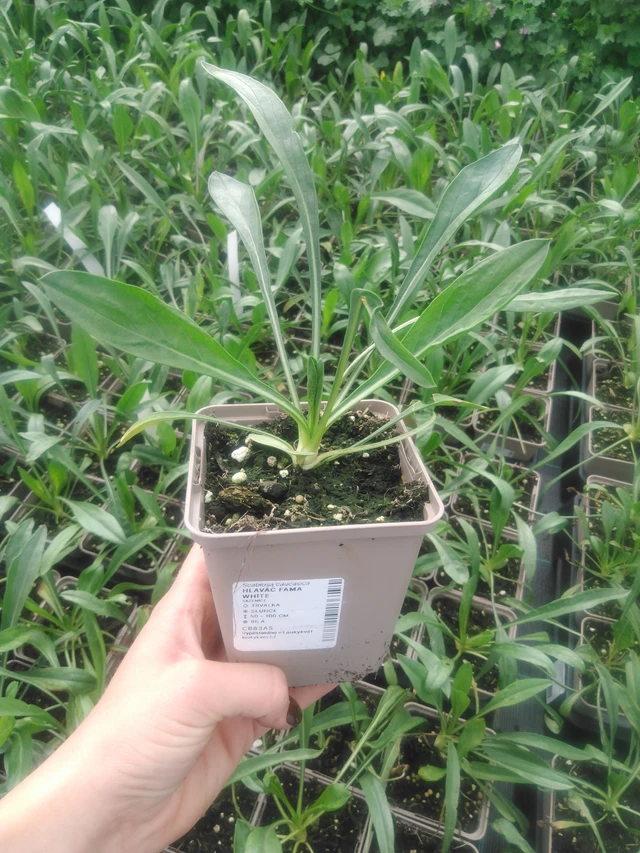 Hlaváč Fama White - 2024