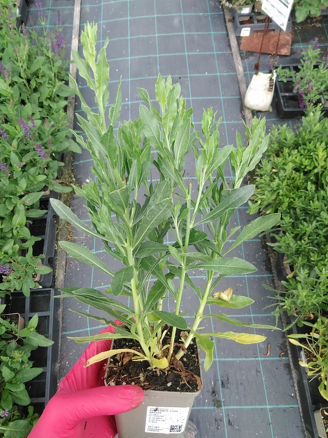 Gaura Cool Breeze - 29. 7. 2025