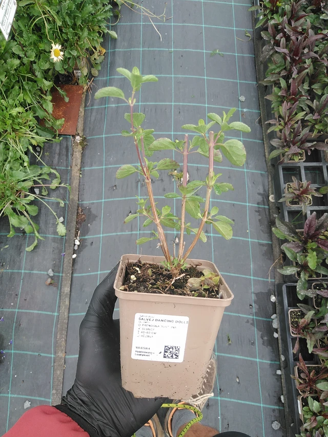 Salvia Dancing Dolls - 4. 8. 2025