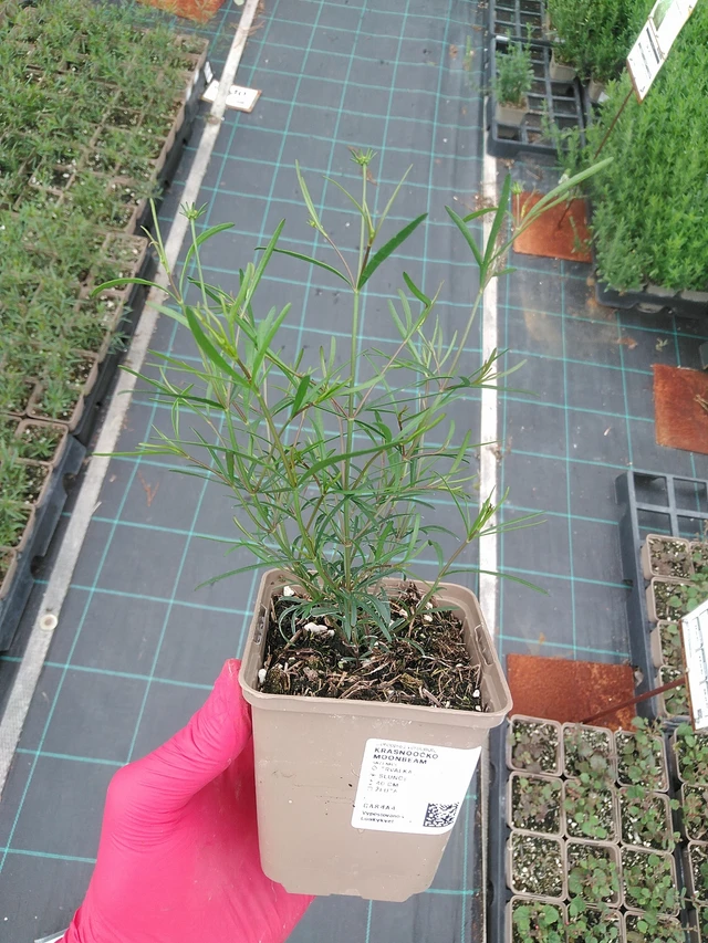 Krásnoočko Moonbeam - 7. 7. 2025