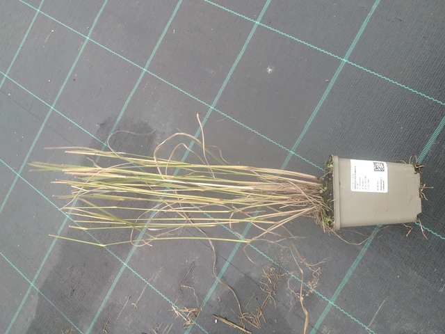 Proso prutnaté - 10. 10. 2025