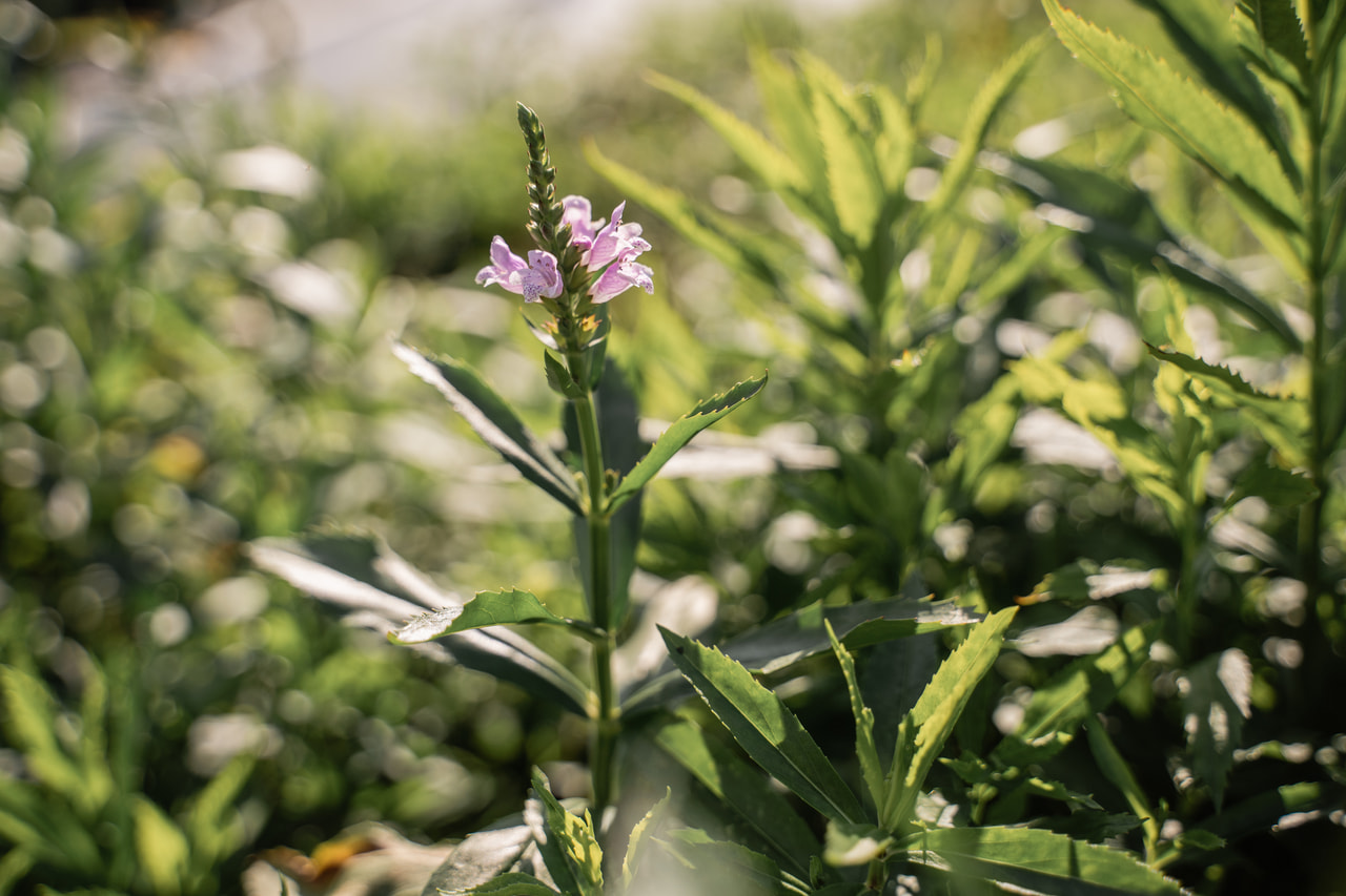 Scharnierbloem Bouquet Rose, Loukykvět