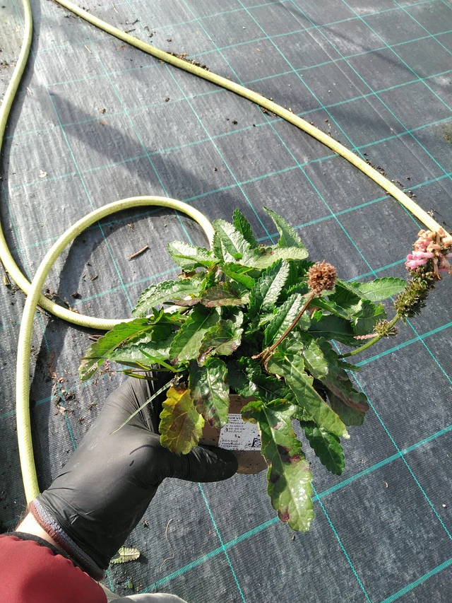 Tähkämunkki Saharan Pink - 31. 10. 2025