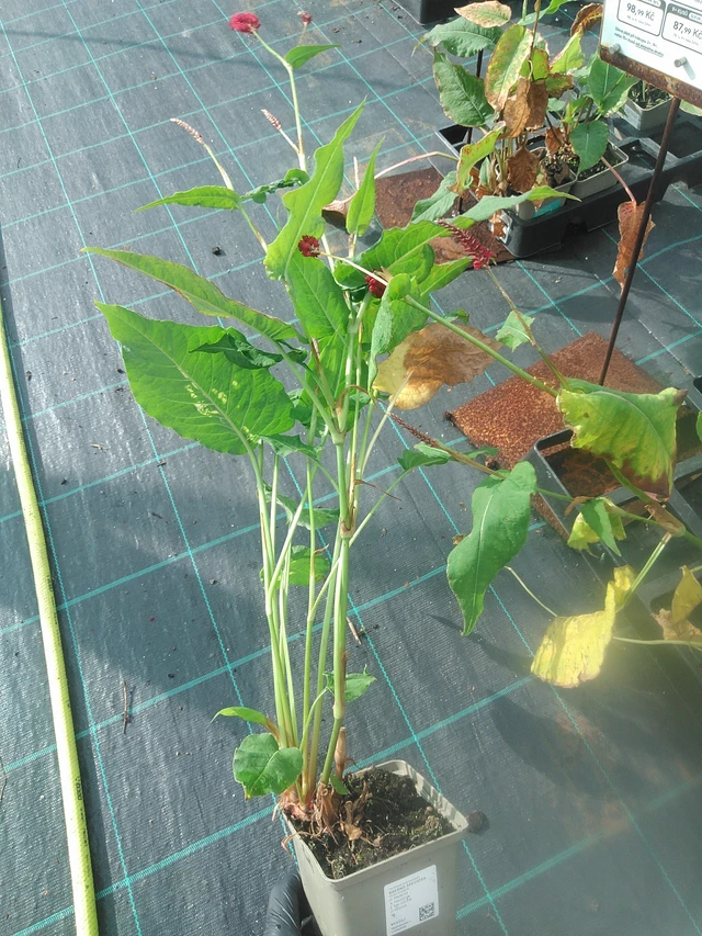 Persicaria Speciosa - 13. 10. 2025