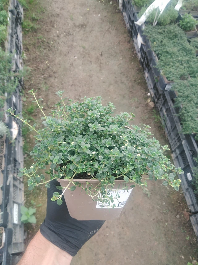 Mateřídouška Doone Valley - 10. 9. 2025