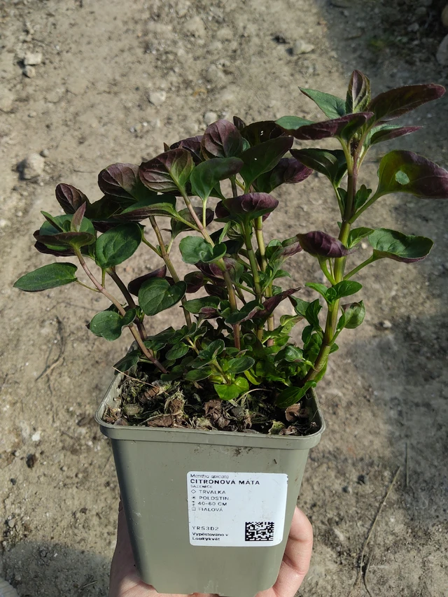 Citromos menta - 27. 3. 2026