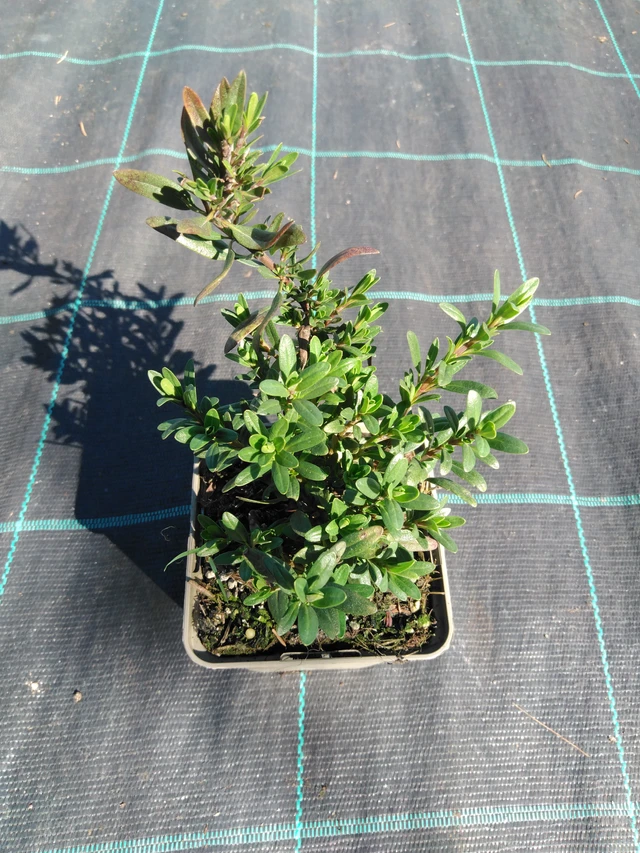 Hisopo officinal Roseus - 3. 4. 2025