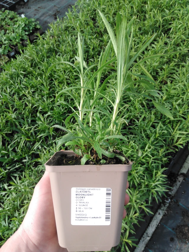 Zlatobýl Moonlight Glory - 2024