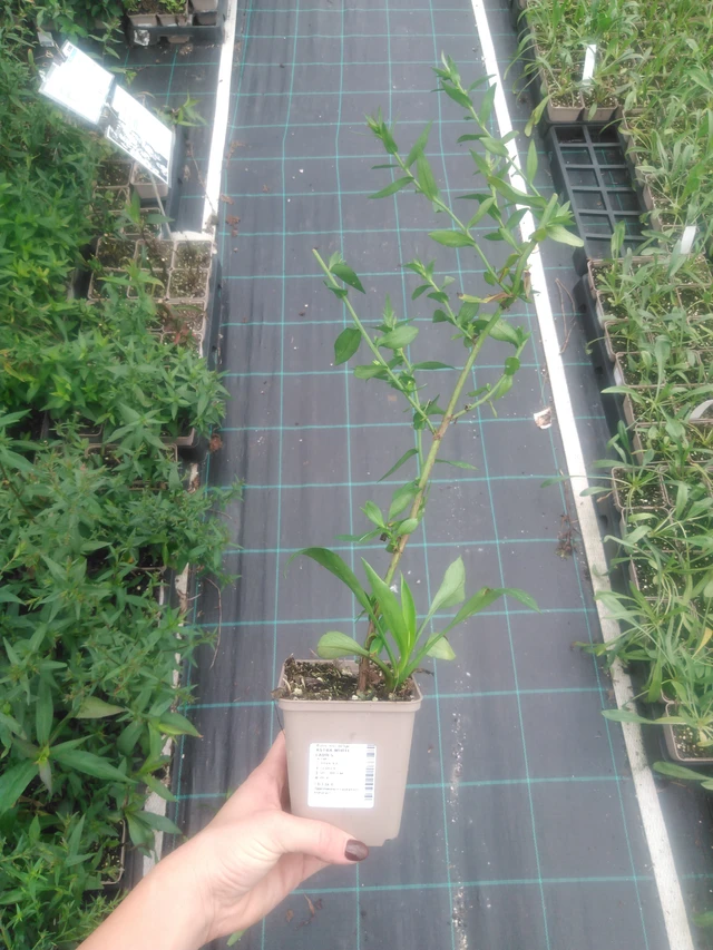 Astra White Ladies - 2024