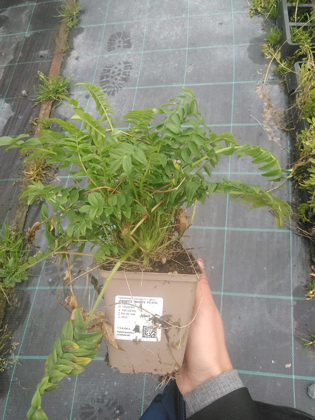 Astrantia White Pearl - 10. 10. 2025