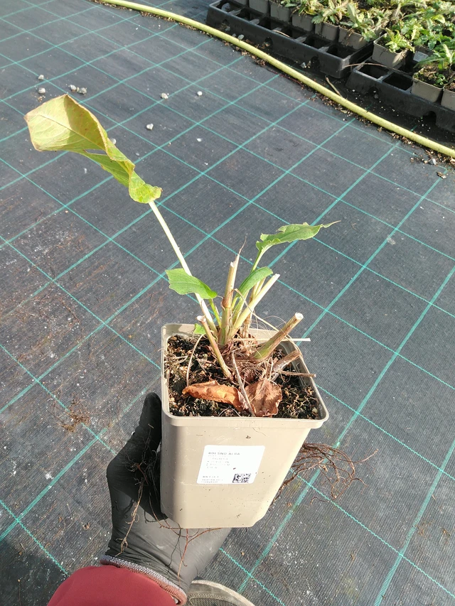 Persicaria Alba - 31. 10. 2025