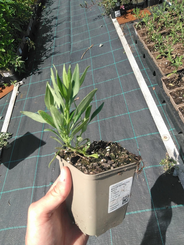 Baby's Breath Snowcloud White - 24. 6. 2025