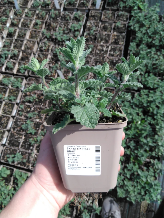 Šanta Six Hills Giant - 2024