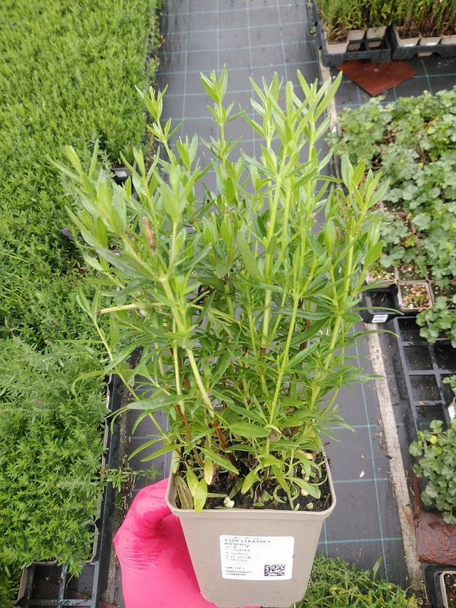 Hisopo officinal Roseus - 8. 7. 2025