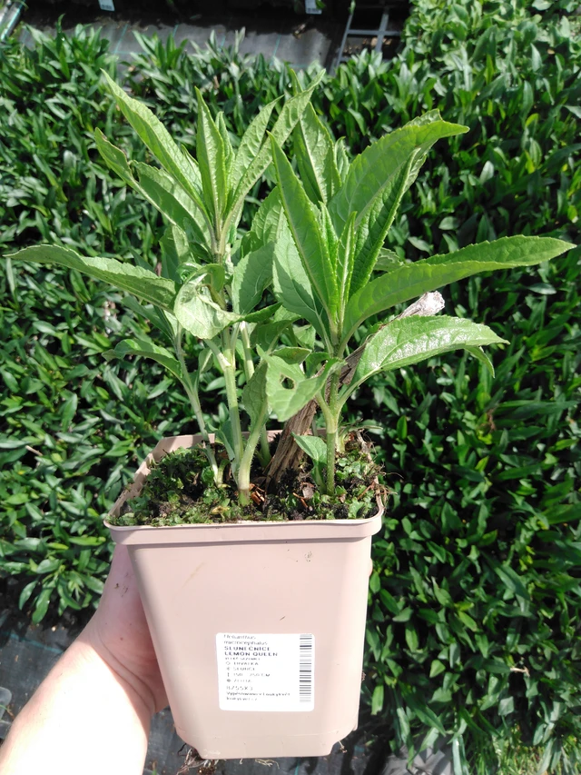 Girasol Lemon Queen - 2024