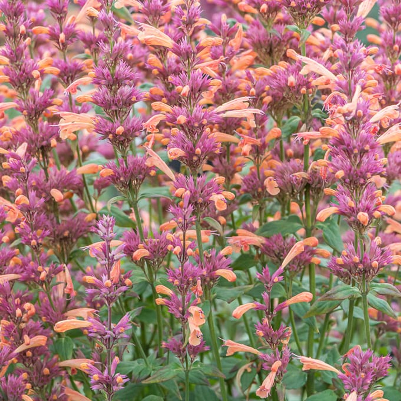 Agastache Mango Tango, Loukykvět