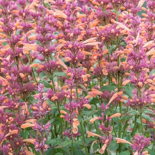 Agastache Mango Tango, Loukykvět