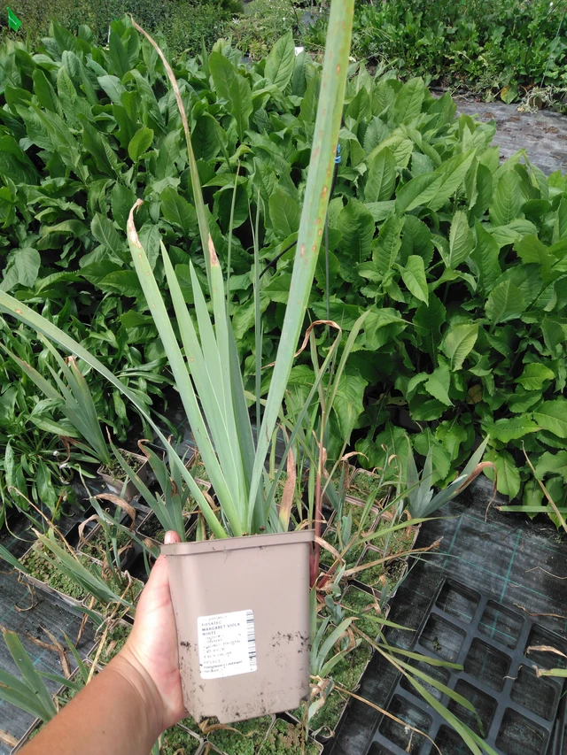 Kurjenmiekka Margaret Viola White - 2024