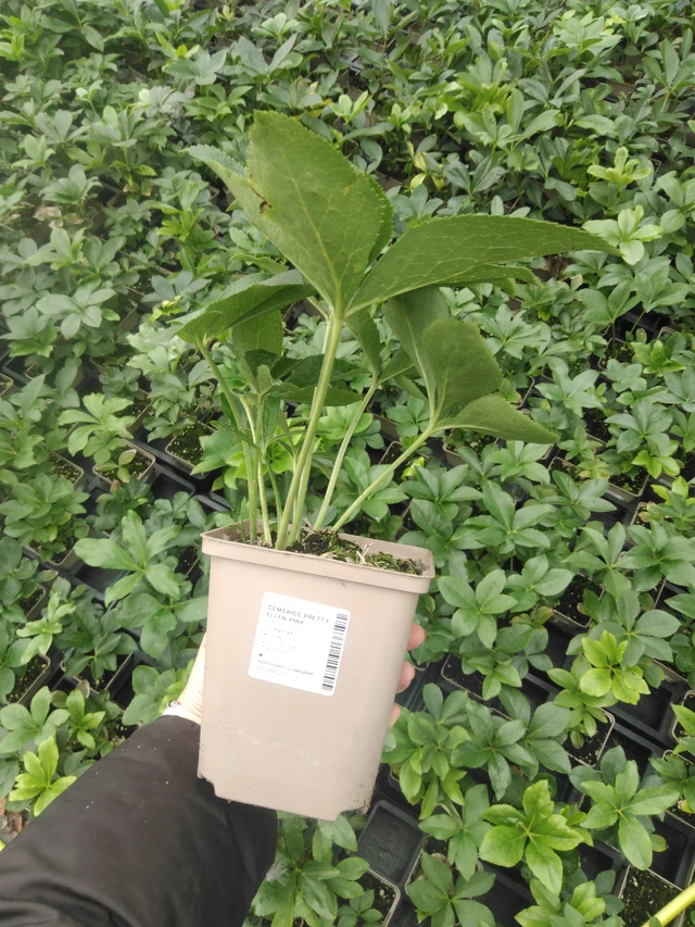 Hellebore Pretty Ellen Pink - 2024