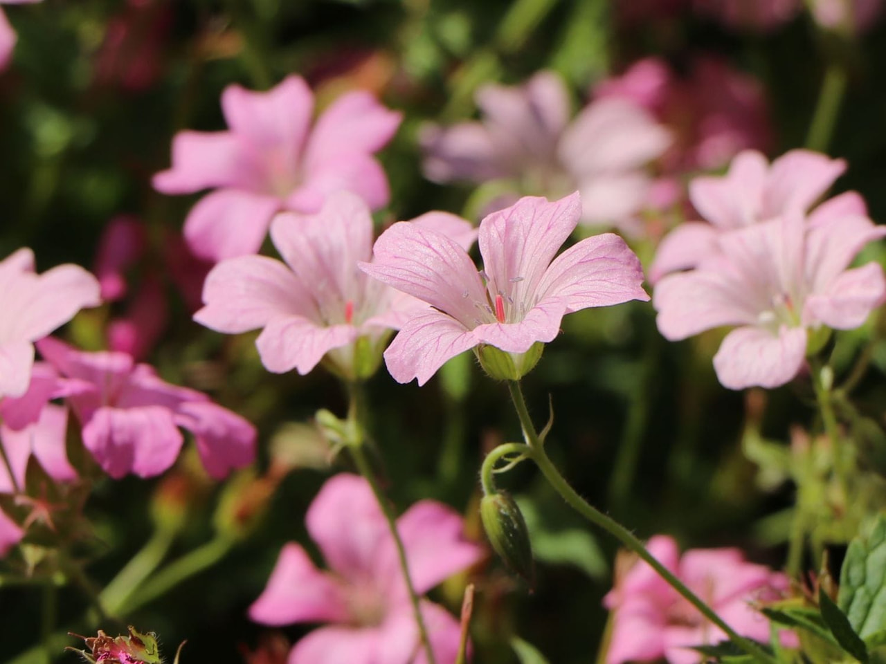 Kakost Rose Claire, Loukykvět