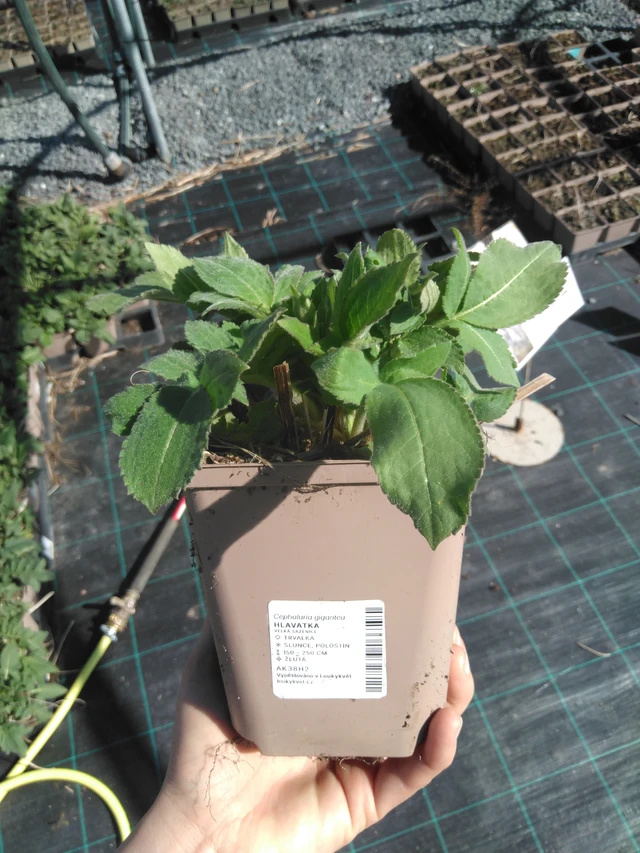 Cefalaria - 3. 4. 2025