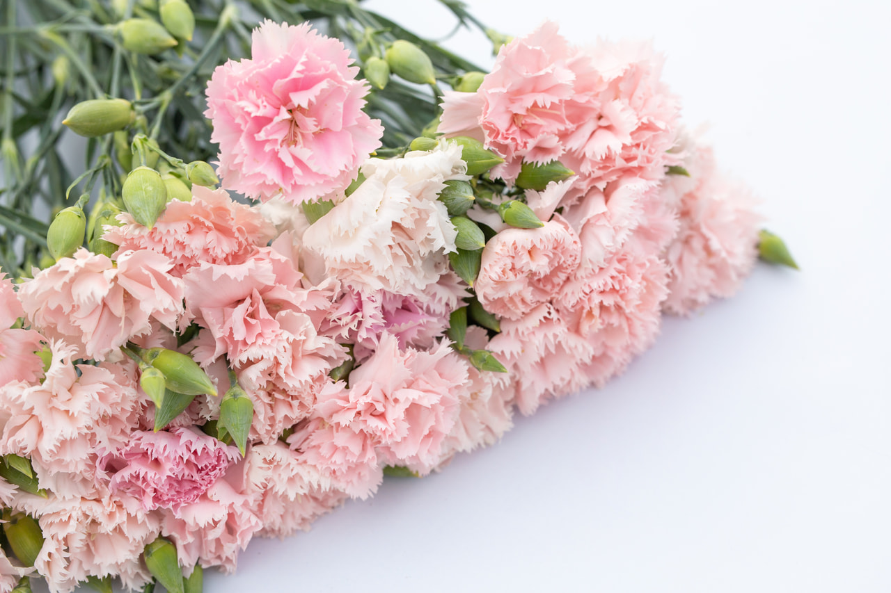 Karafiát Chabaud La France, Loukykvět