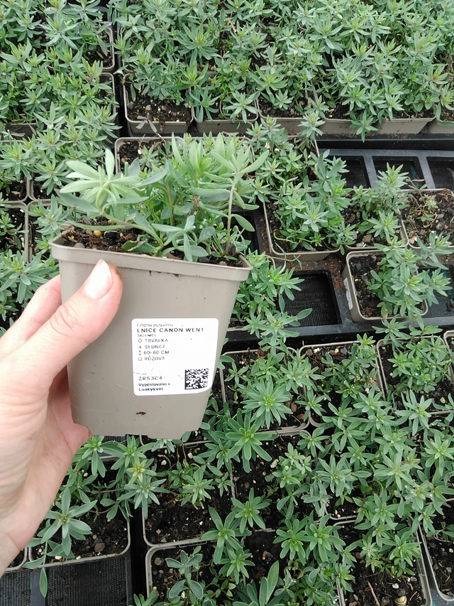 Linaria Canon Went - 9. 6. 2025