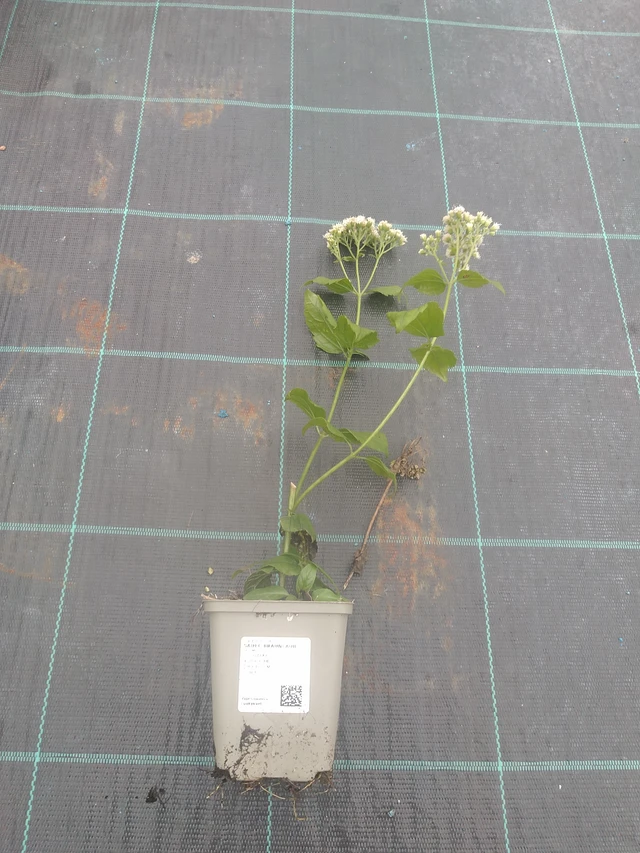 Sadec Braunlaub - 10. 10. 2025