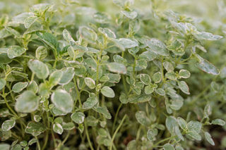 Dobromysl Aureum Variegata, Loukykvět