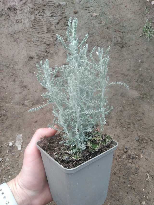 Santolina chamaecyparissus - 17. 7. 2025