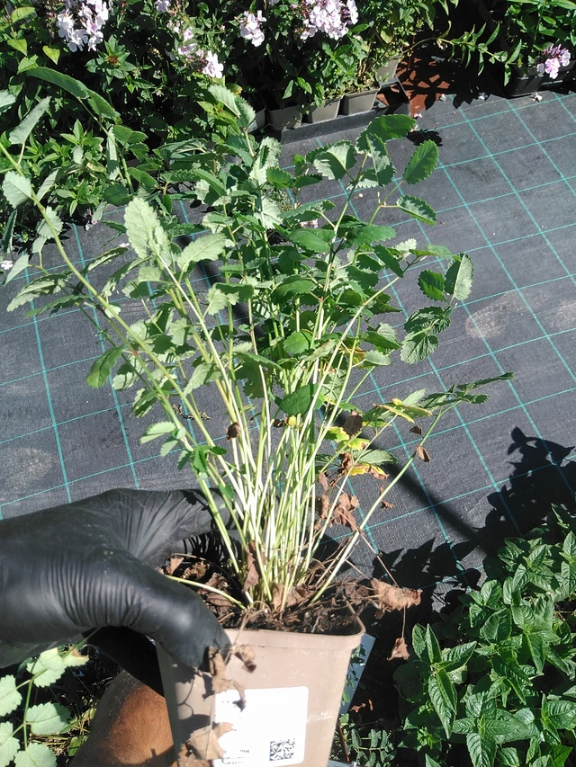 Krvavec - 19. 8. 2025