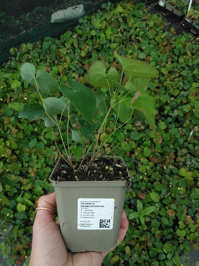 Epimedium Long Leaf Form - 9. 6. 2025