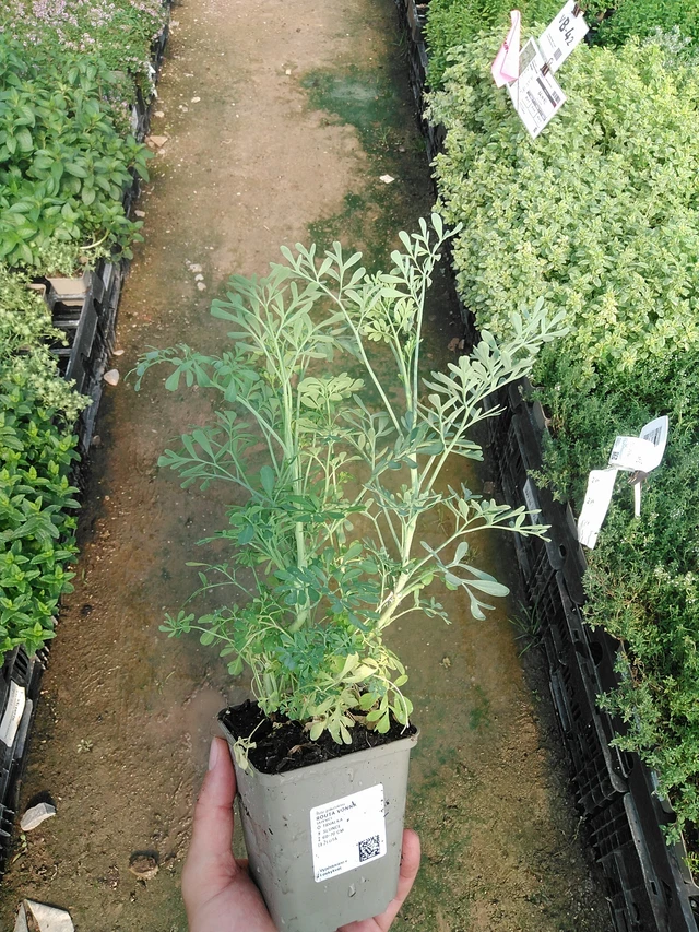 Routa vonná - 1. 7. 2025