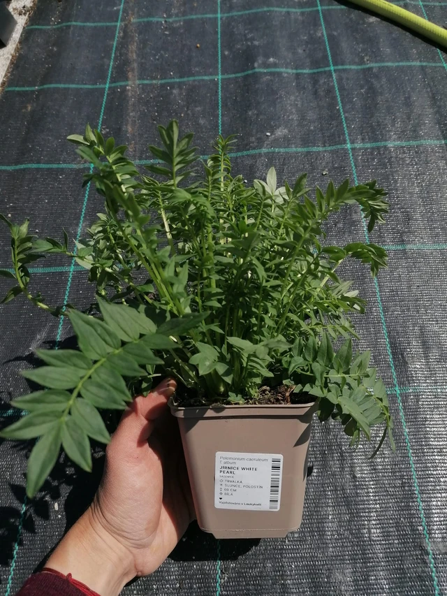 Astrantia White Pearl - 2024