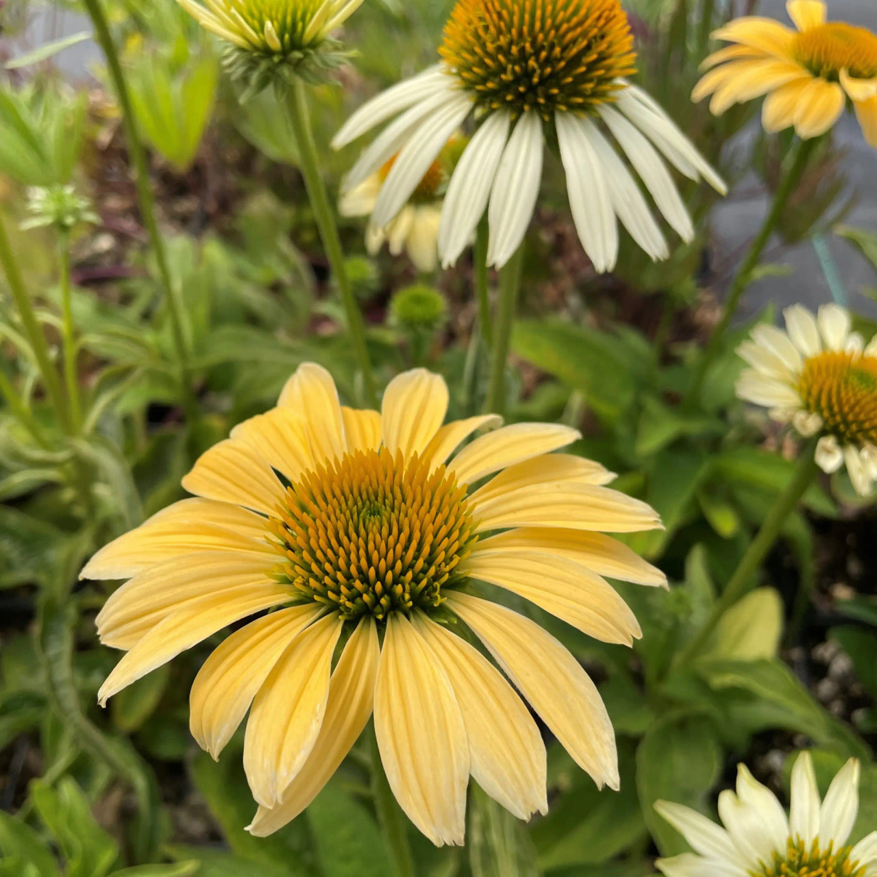 Echinacea Mellow Yellows, Loukykvět