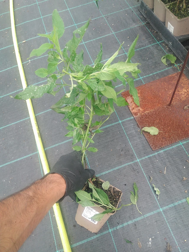 Monarda Schneewittchen - 10. 9. 2025