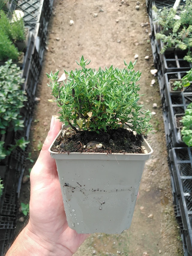 Mateřídouška Rose - 1. 7. 2025