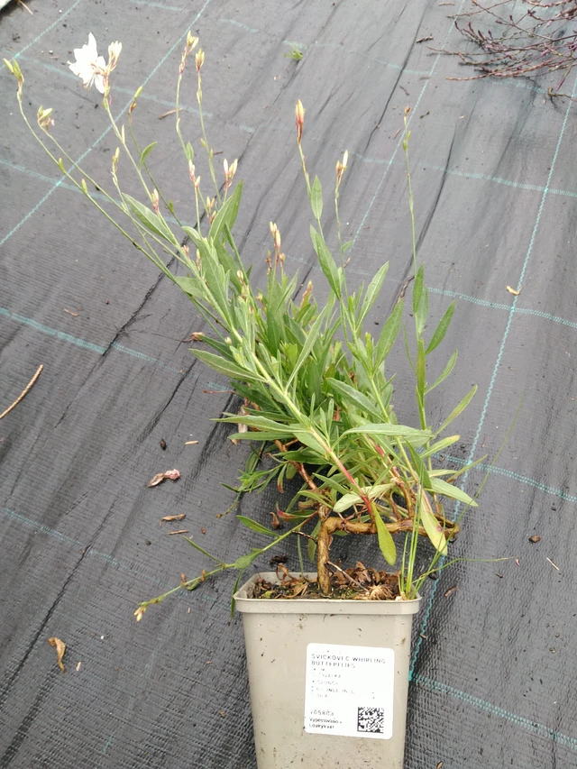 Svíčkovec Whirling Butterflies - 10. 9. 2025