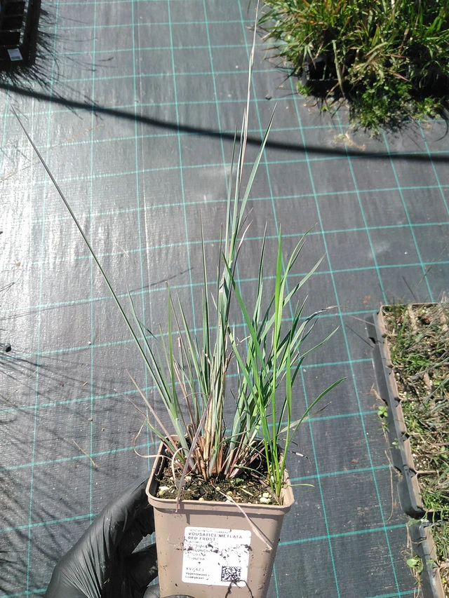 Vousatice metlatá Red Frost - 19. 8. 2025