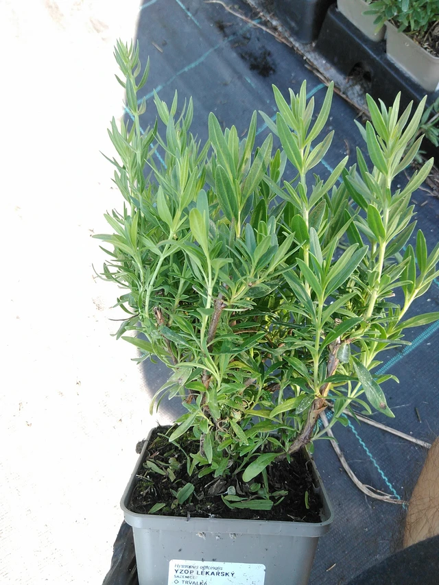 Hyssop officinalis - 19. 8. 2025