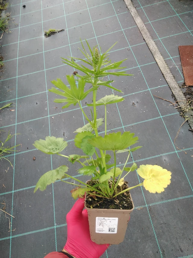 Malva Brilliant - 29. 7. 2025