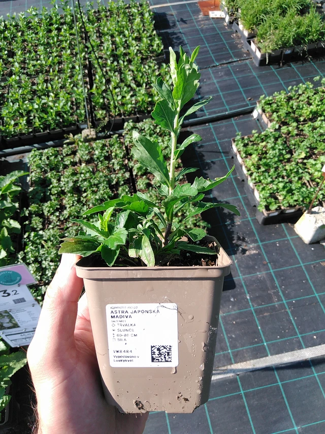 Aster japonés Madiva - 20. 6. 2025