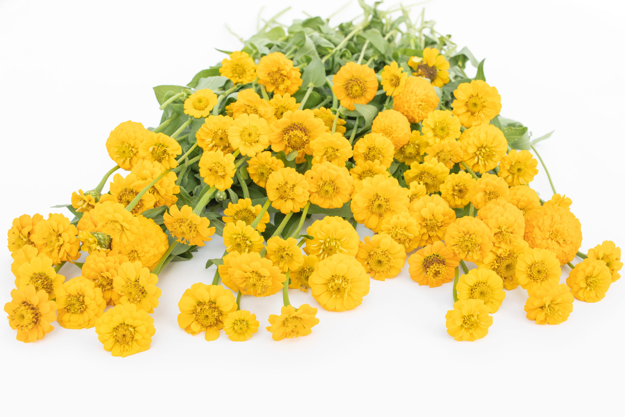 Cínie Lilliput Yellow, Loukykvět